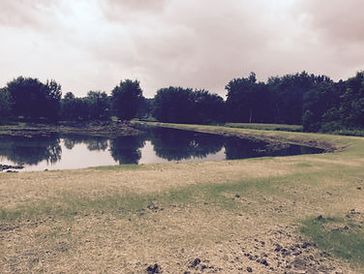 A cloudy-day view of a new, crescent-shaped pond with mowed banks.