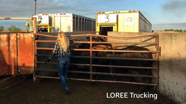 Jessica Loading her cattle.
