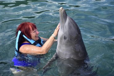 Swimming with dolphin retreat senior travel group