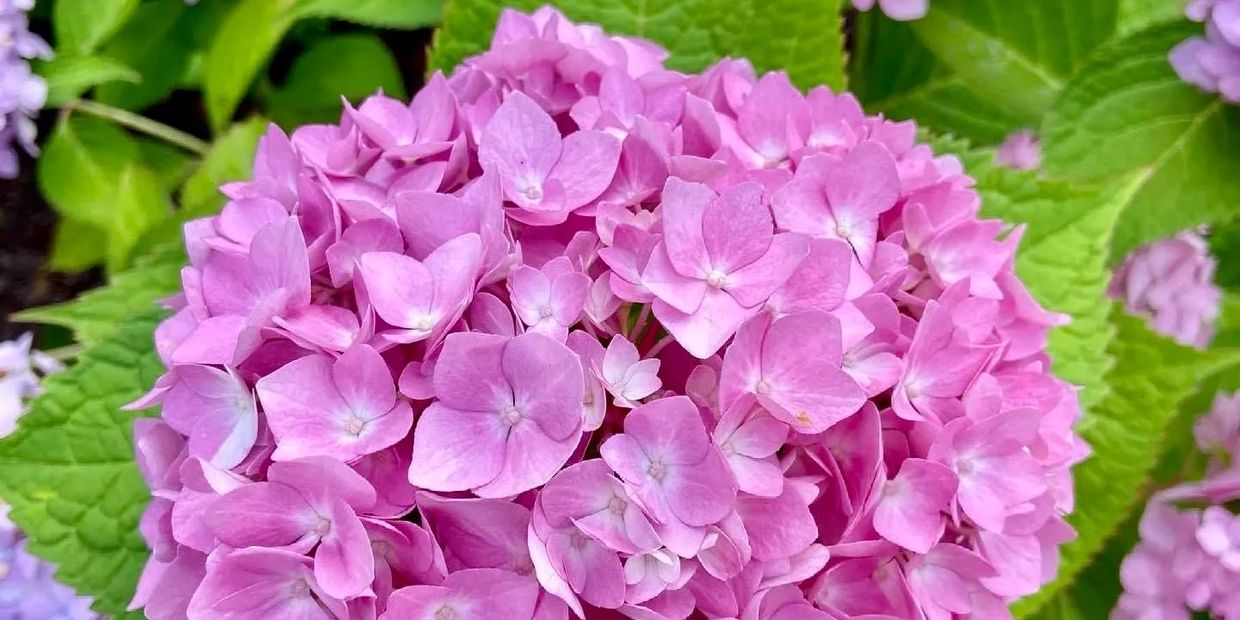Close-up of vibrant pink hydrangea flowers with green leaves.