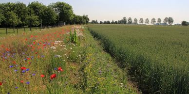 Ecology consultancy West Sussex