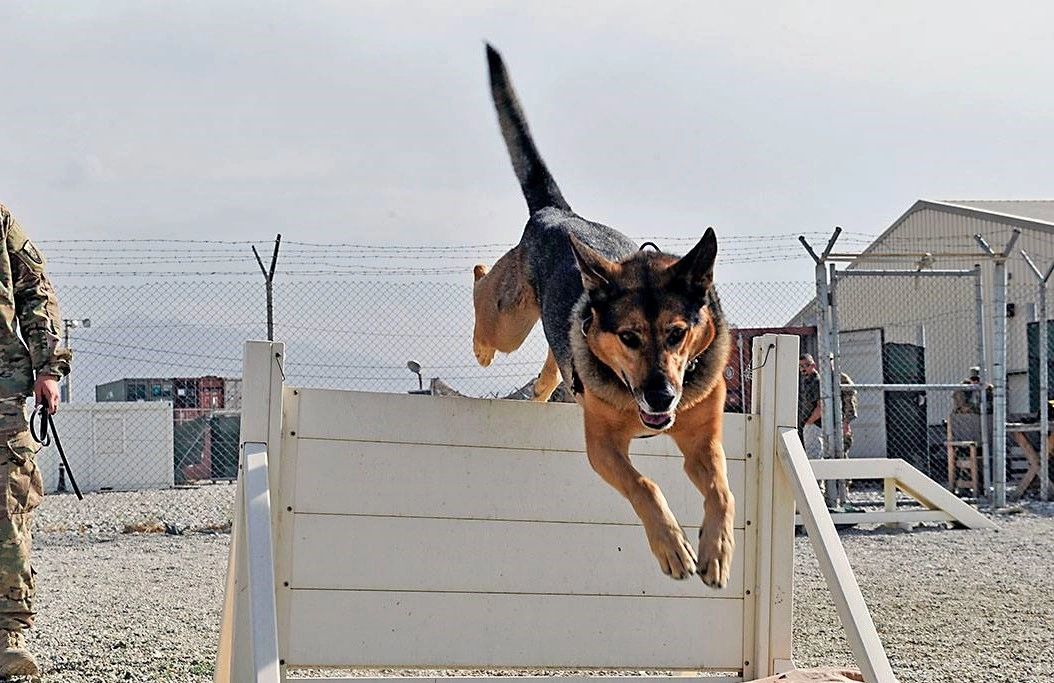 DOD/MWD K-9 Obstacle course