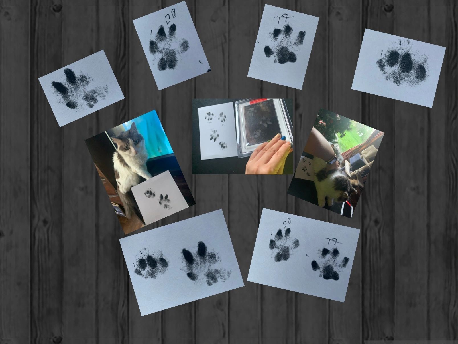 ANAK KO Annie Paw and Claw Prints