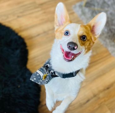 The cutest little pup!