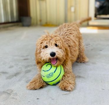 Who wouldn't want to play ball with this cutie?!