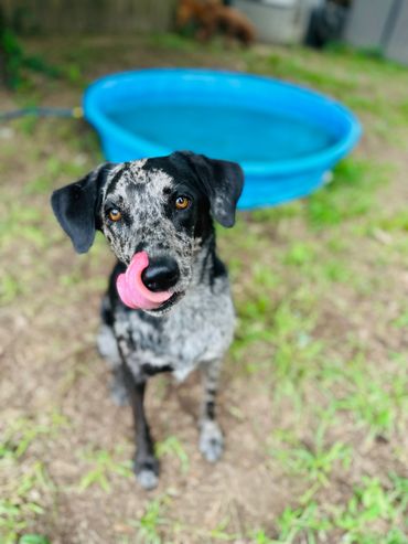 Pennie is ready for some treats!