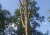 Large Beech dismantle in Peak District National Park - A6 Tree Care