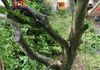 Beech dismantle in Horncastle, Lincs by A6 Tree Care