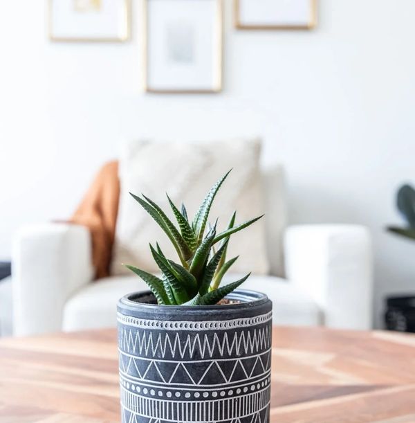 A green succulent in a patterned pot on a wooden table with a blurred couch background.