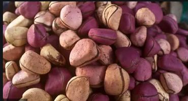 KOLA NUTS