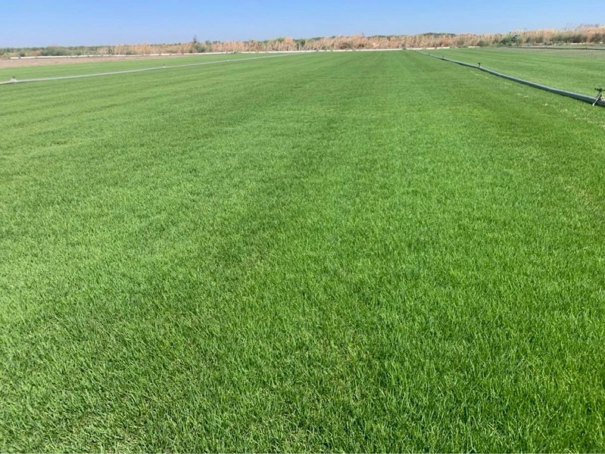This medium-fine texture zoysiagrass demonstrates superior turf quality, high density that outcompet