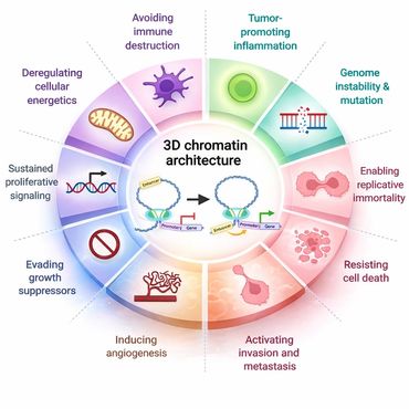 3D chromatin architecture and cancer hallmarks
