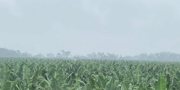 A vast banana plantation under a misty sky.