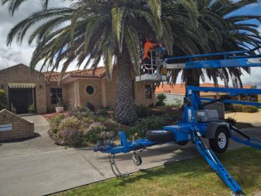 2 palm trees being trimmed in Wanneroo.