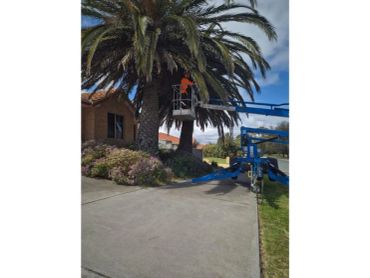 2 palm trees that need trimming in Wanneroo.