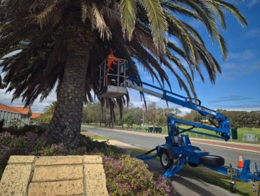 2 palm trees being trimmed in Wanneroo..