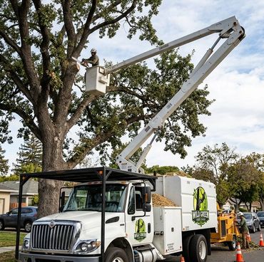 Tree lopping and tree removal Joondalup. Tree stump grinding Wanneroo.