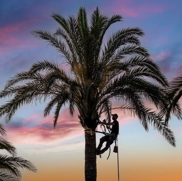 Palm tree pruning in Joondalup, Wanneroo, Perth.