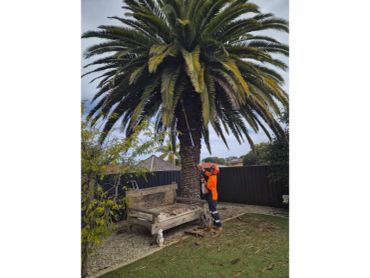Palm tree trimming in Joondalup & Wanneroo