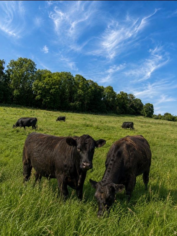 Black cows grazing on a green pasture under a blue sky.