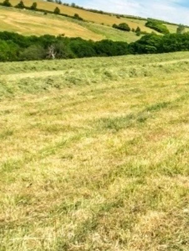 Mowed agricultural field with green hedgerows.