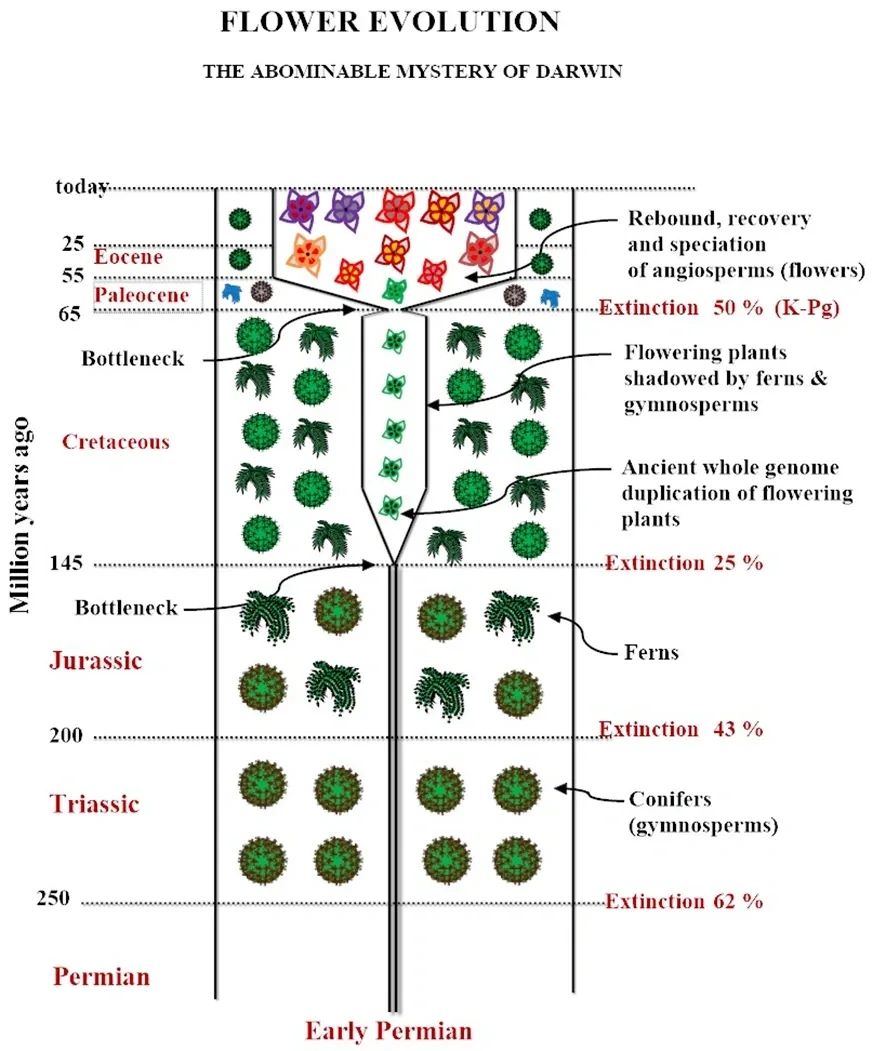 TAM model of plant evolution, extinction bottlenecks, and flowering-plant diversification.