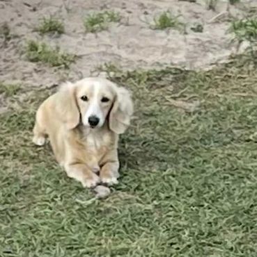 Long hair cream piebald