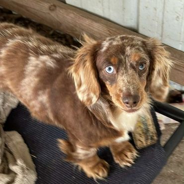 Brandi is a long hair dapple