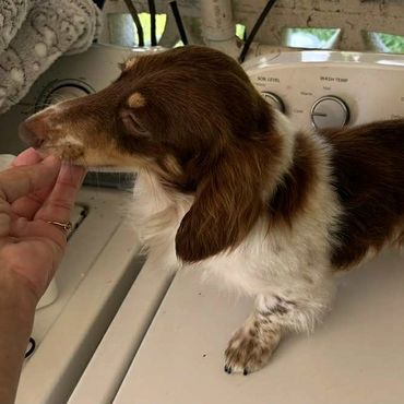 red and tan long hair piebald