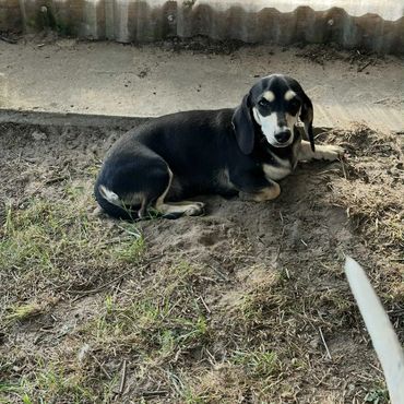 karen Smooth black and cream