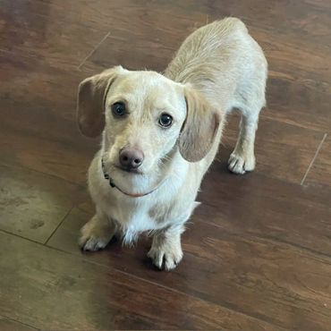 Kavo  is a cream wire hair