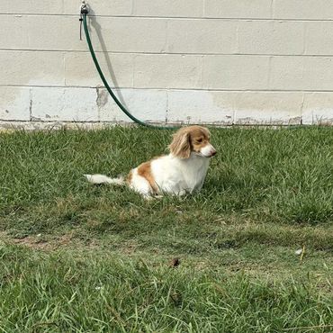 long hair cream piebald