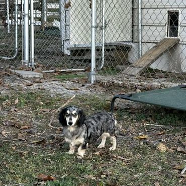 Rose a cream dapple long hair