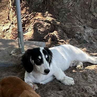 Long hair black and cream piebald