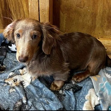 isabella and tan long hair