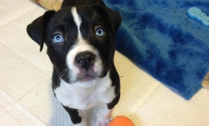 Animal Rescue Foster Home