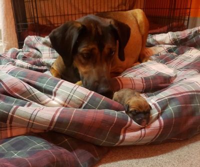 Charitable Donation Animal Rescue