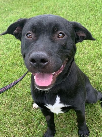 Adoptable Dogs and Cats in Grande Prairie Alberta