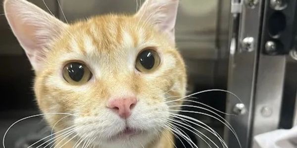 Close-up of an orange tabby cat with wide eyes.
