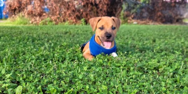 happy puppy in clean yard