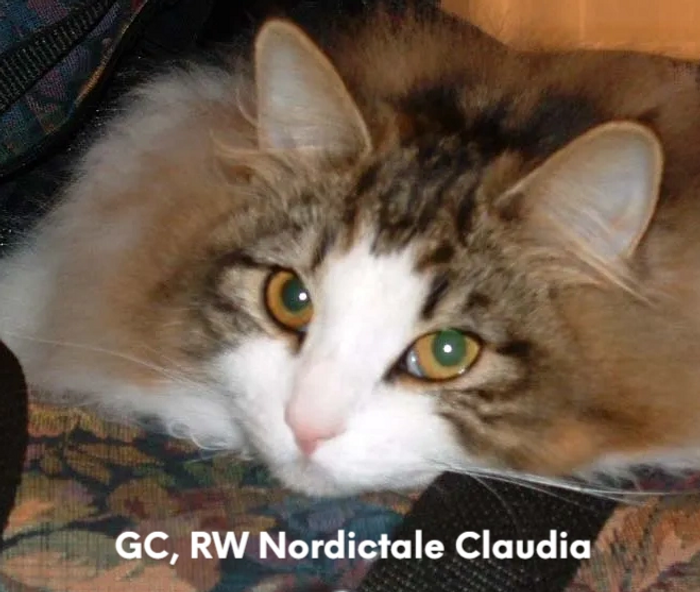 GC, GP, RW Nordictale Claudia... Claudia is our ambassador. She greets the world with joy.