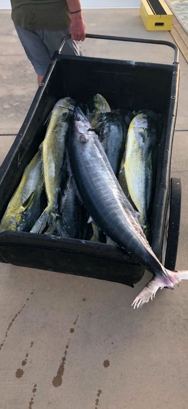 Person pulling a cart filled with freshly caught large fish by the water.