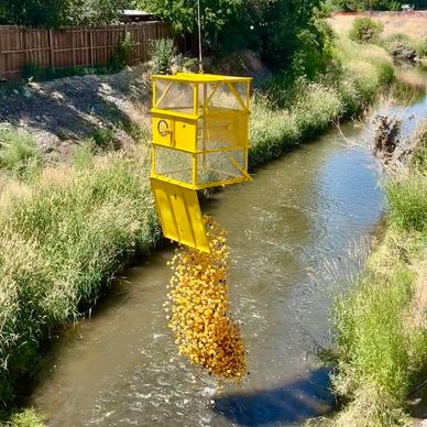 2,500 duck are released in the Pit River