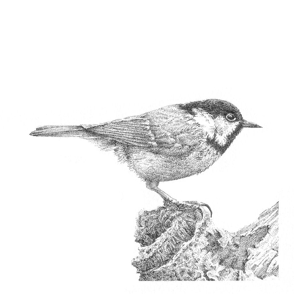 Detailed pen-and-ink drawing of a small bird perched on a tree branch.