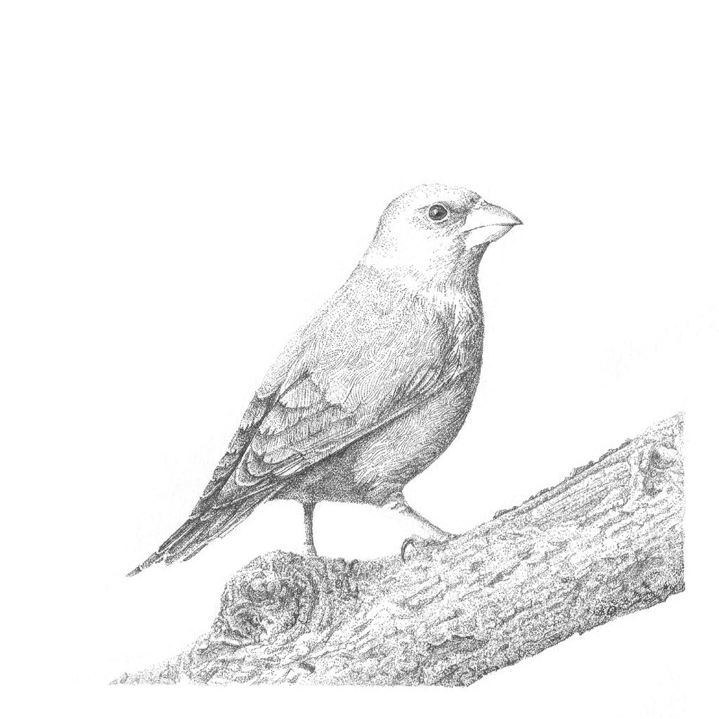 Detailed pencil sketch of a bird perched on a branch.