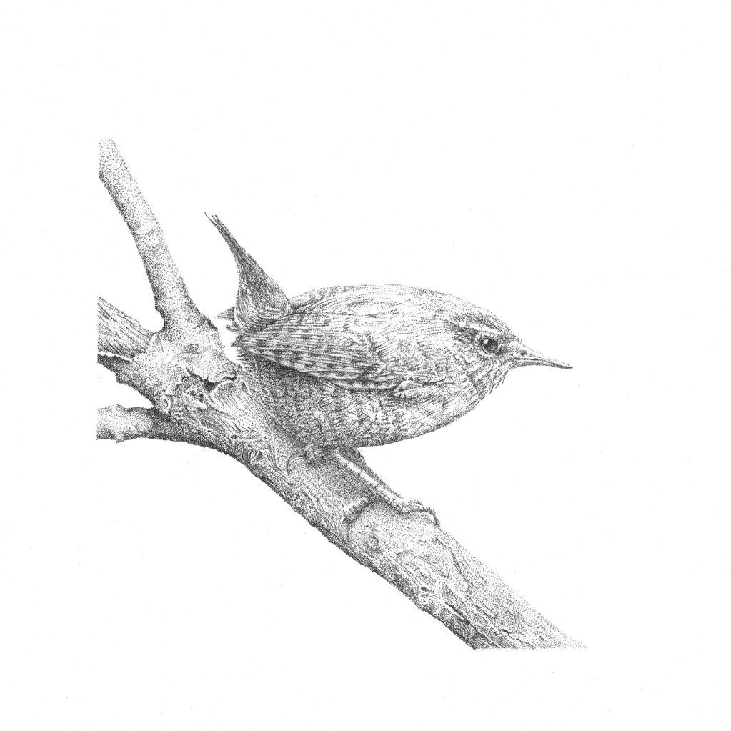 Detailed sketch of a small bird perched on a branch.