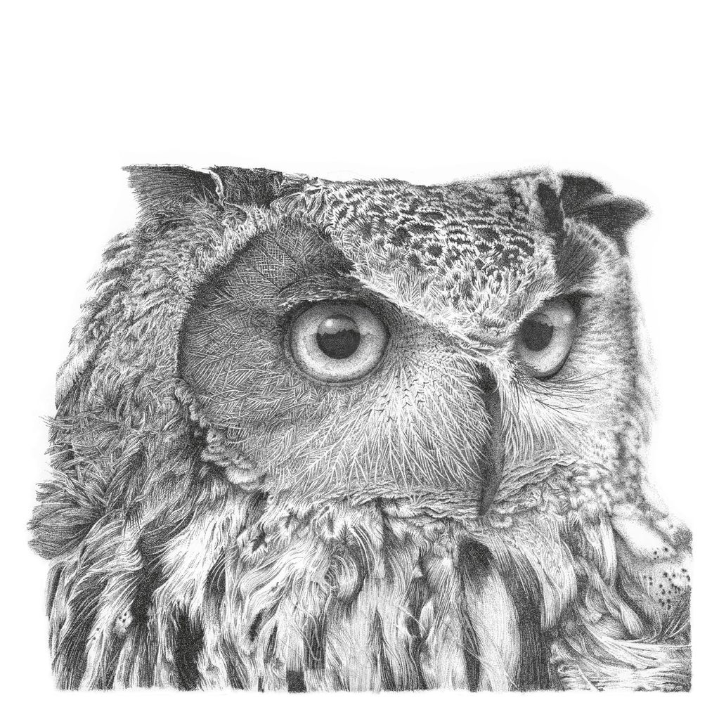 Detailed pencil sketch of an owl's face.