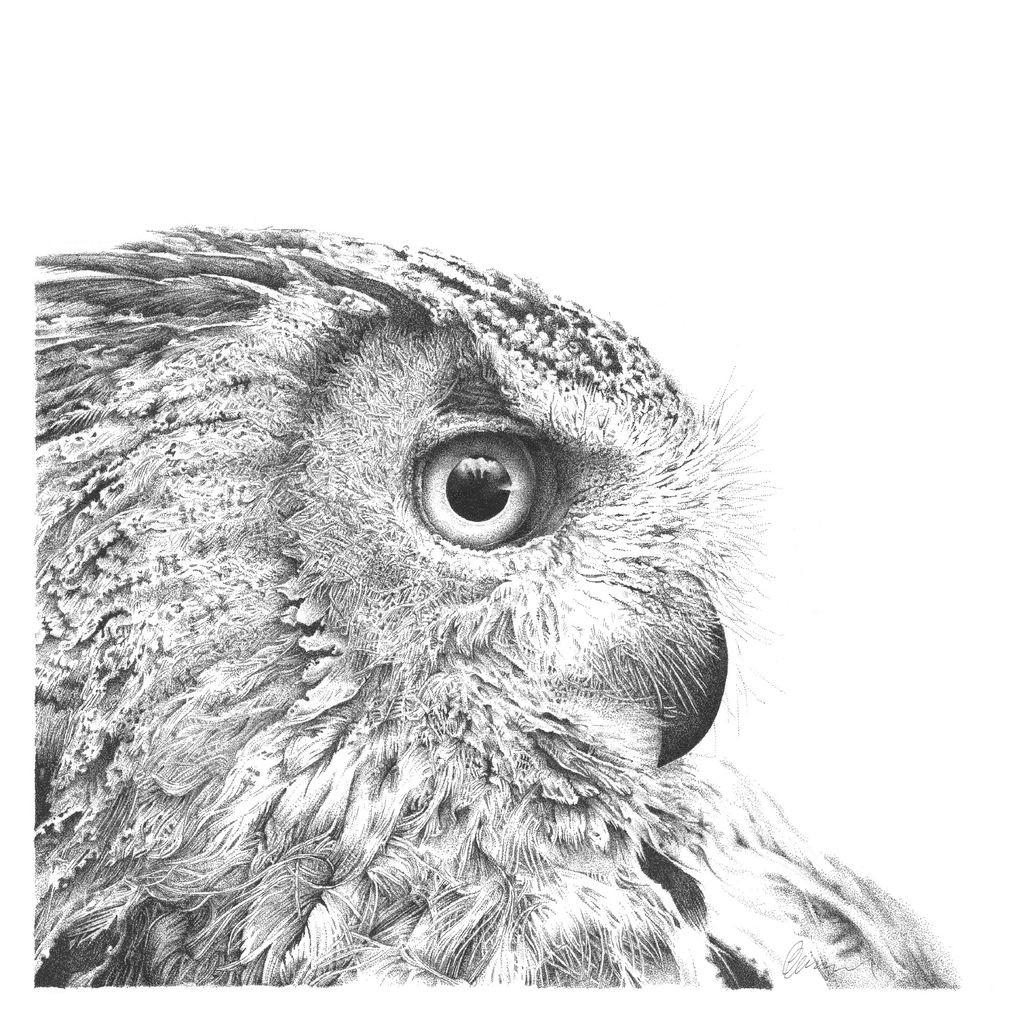 Detailed black and white owl illustration.