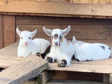 Old Oak Stables  Cheshire Pygmy Goats