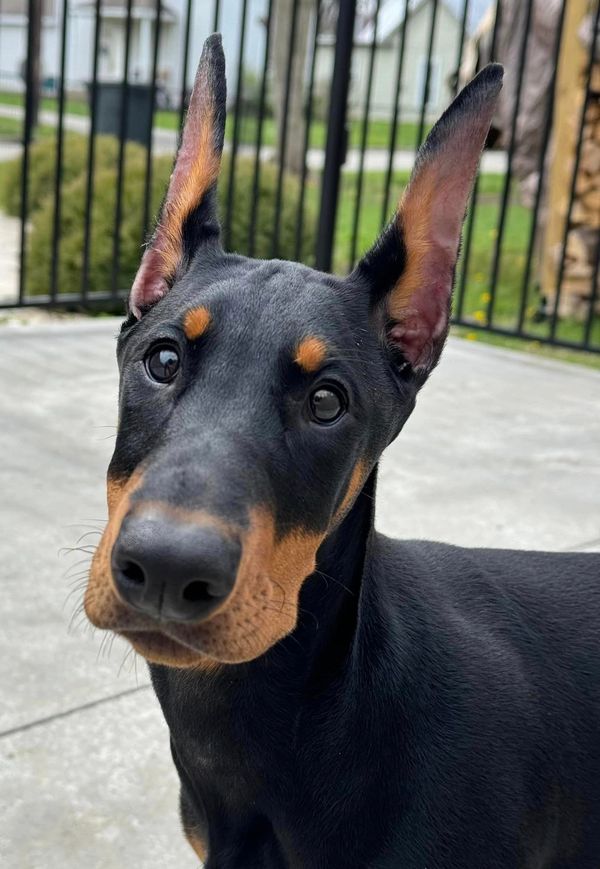 Statler @ 6 months (white collar)